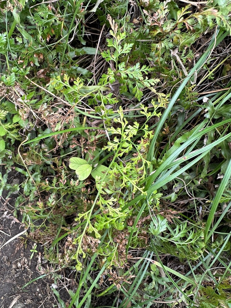 Onychium japonicum photo 4