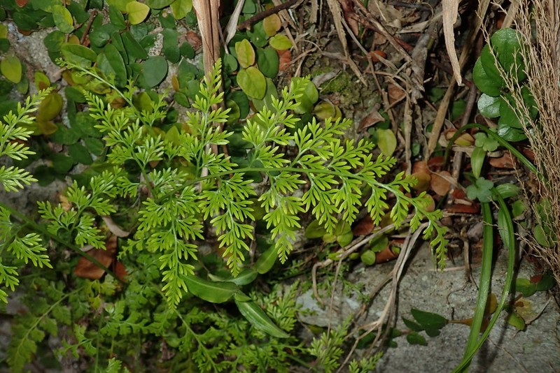 Onychium japonicum photo 5