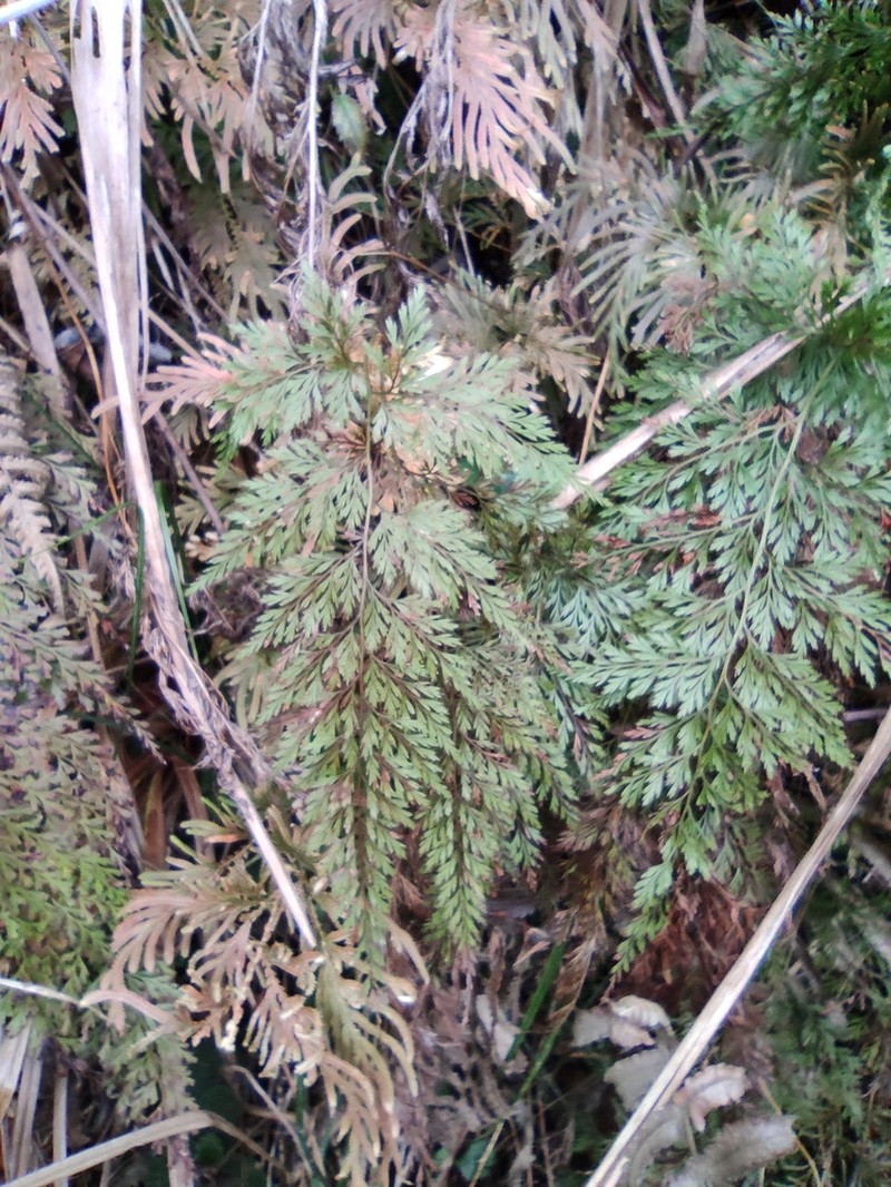 Onychium japonicum photo 6