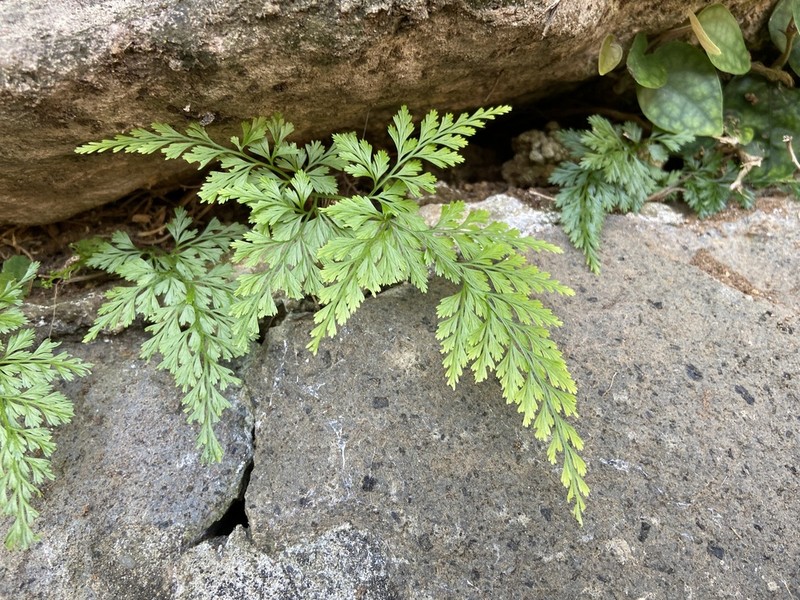 Onychium japonicum photo 7