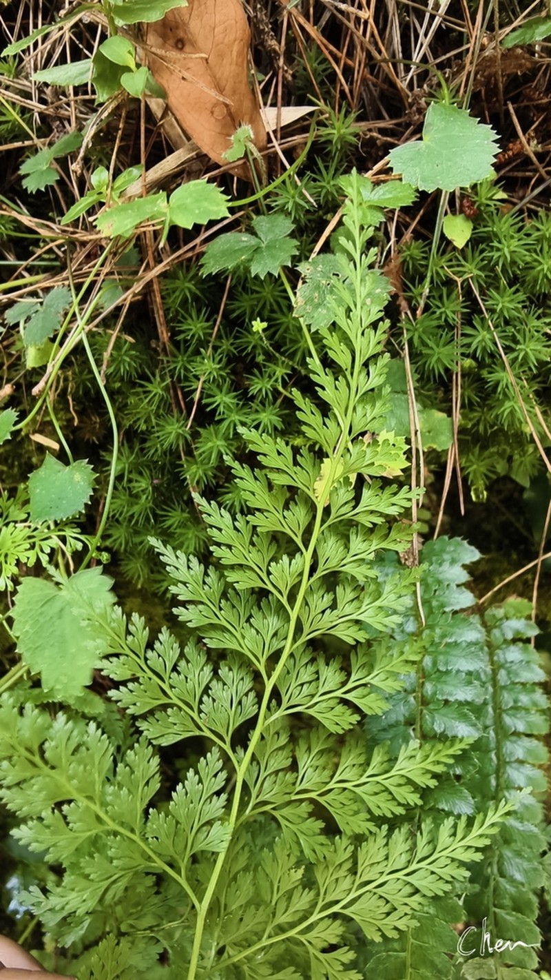 Onychium lucidum
