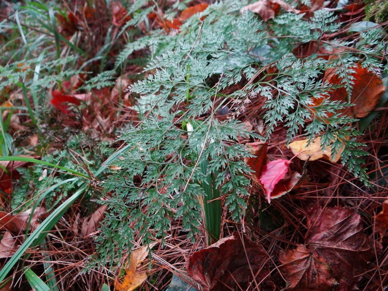 Onychium lucidum photo 2