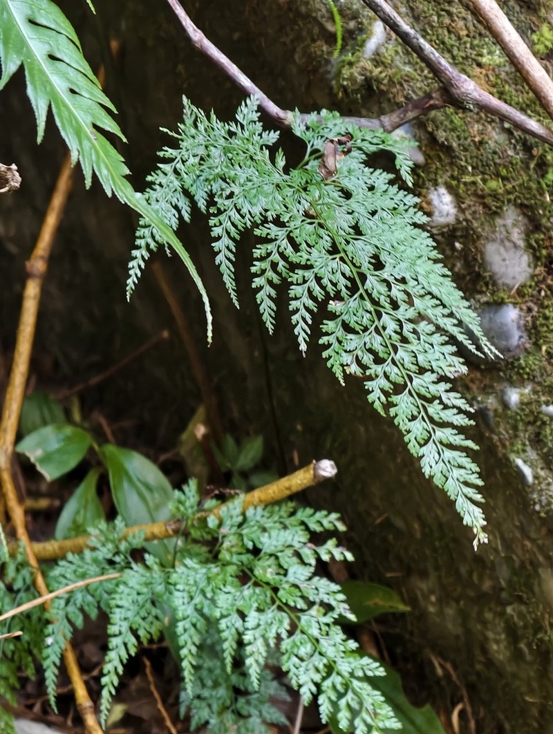 Onychium lucidum photo 3