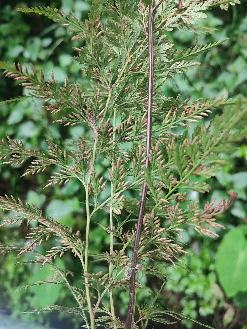 Onychium lucidum photo 4