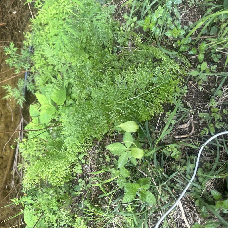 Onychium lucidum photo 6