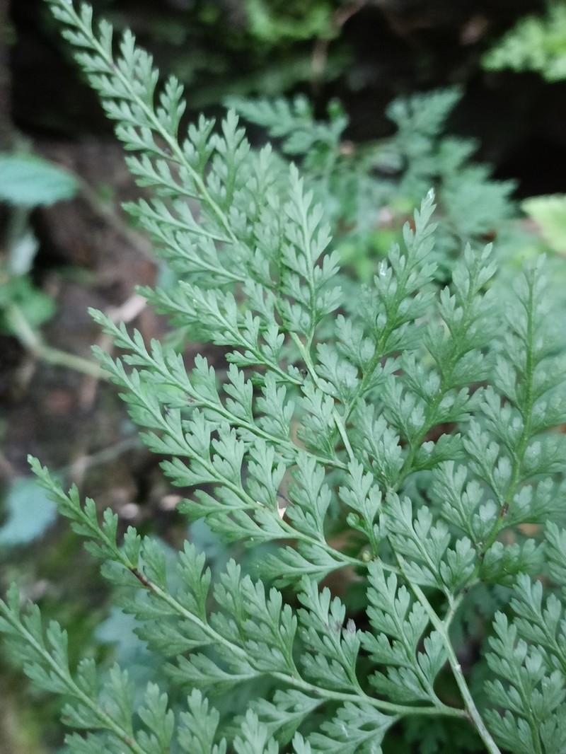 Onychium lucidum photo 7