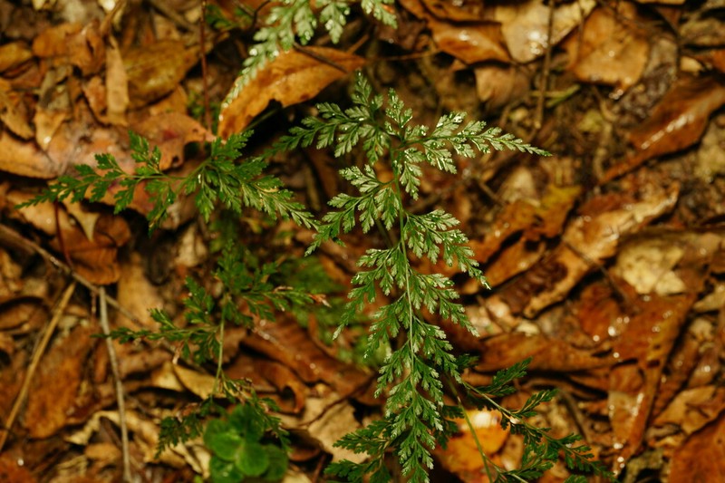 Onychium lucidum photo 8