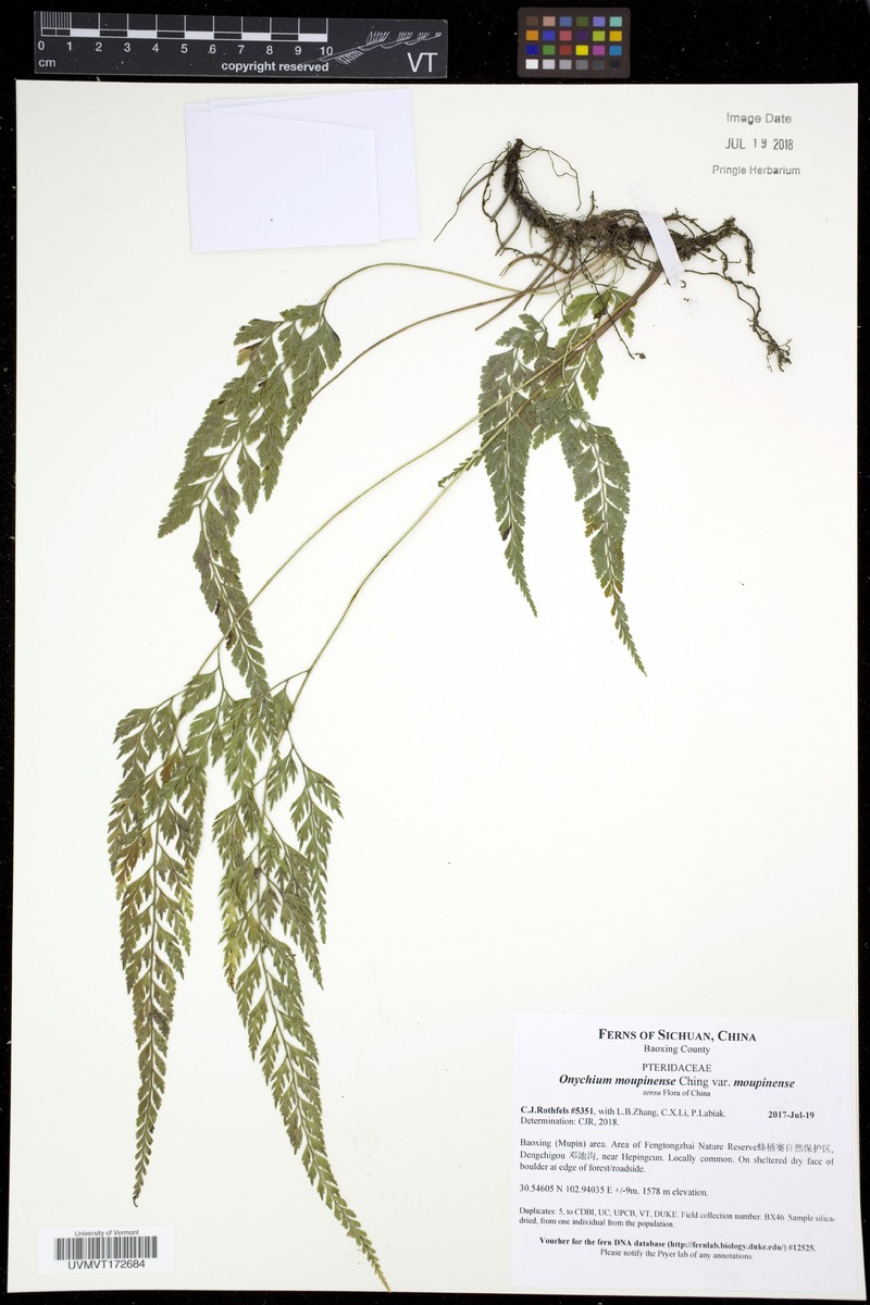 Onychium moupinense
