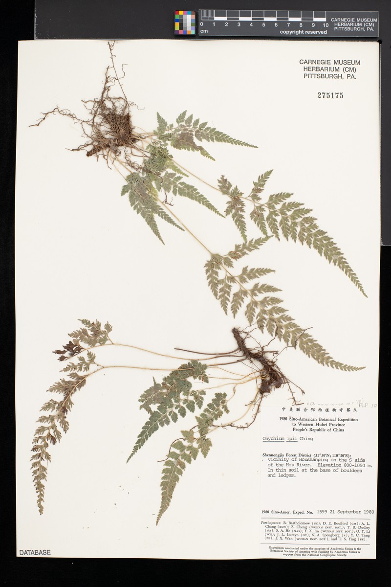 Onychium moupinense photo 2