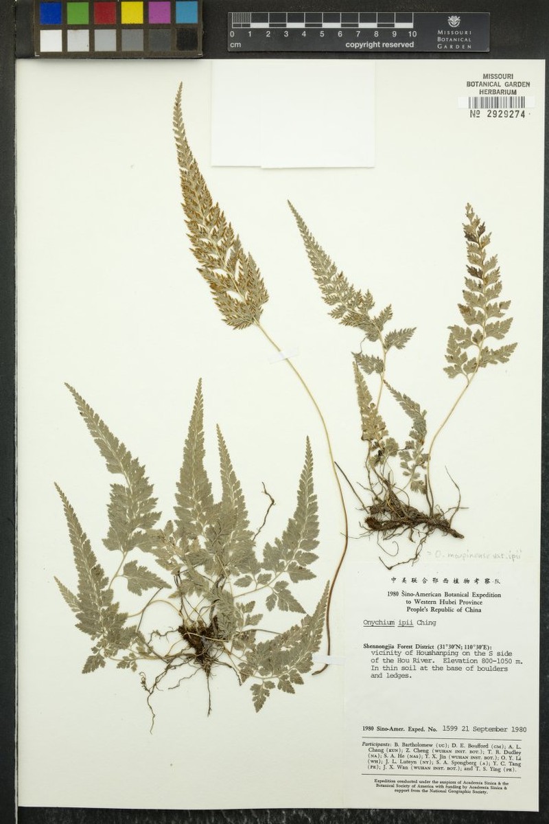Onychium moupinense photo 3