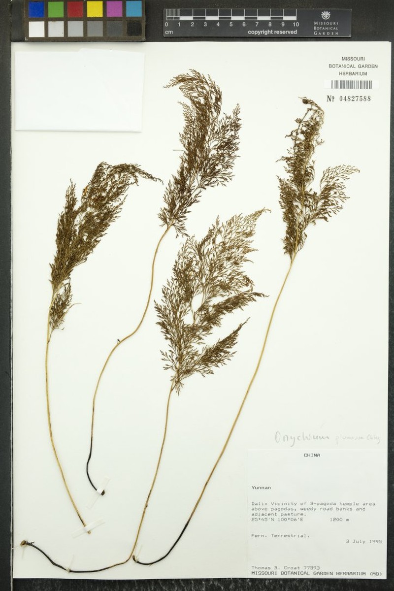 Onychium plumosum