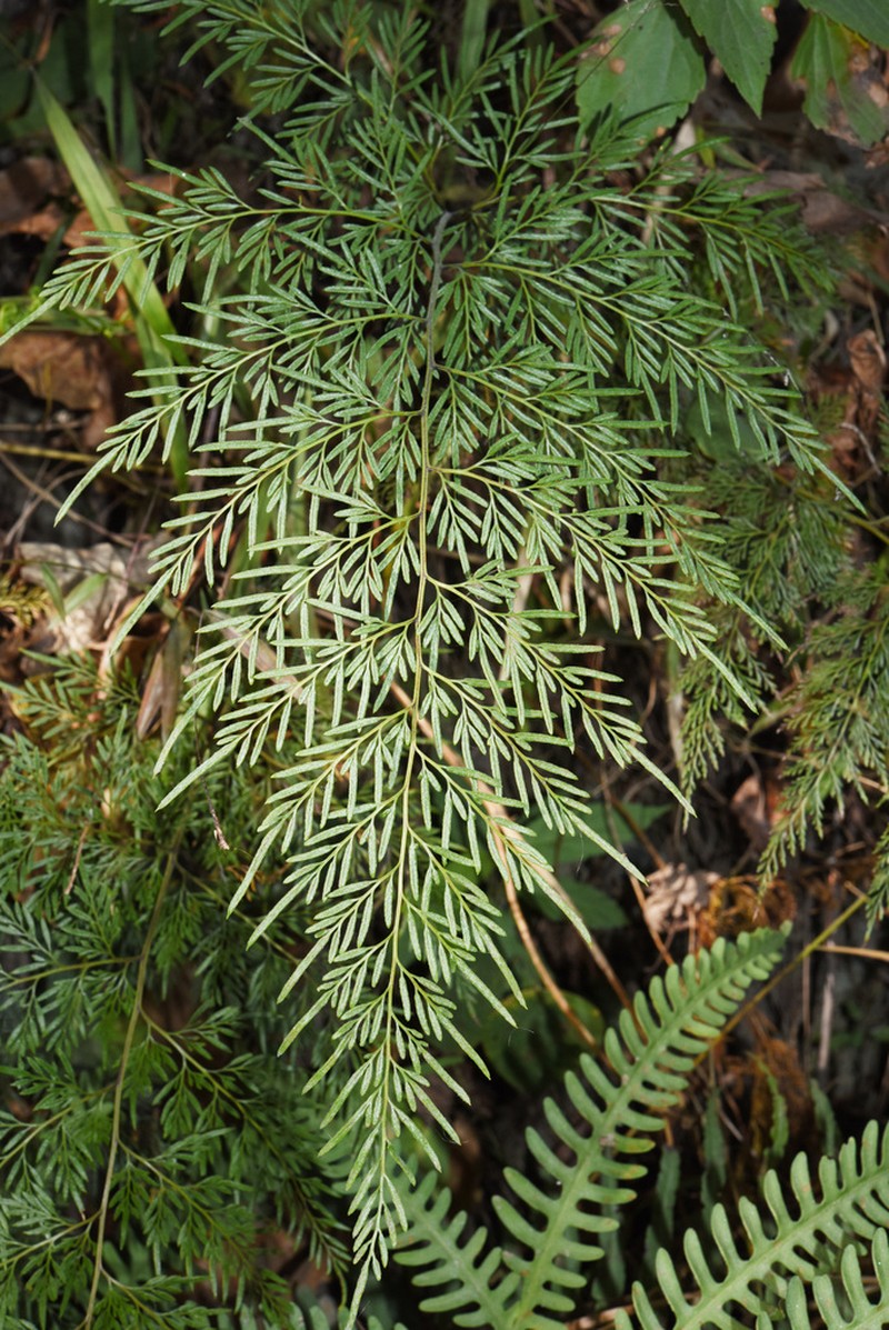 Onychium siliculosum