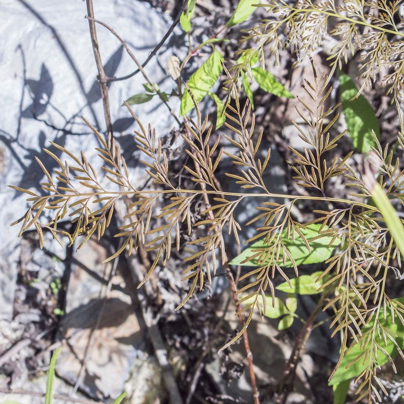 Onychium siliculosum photo 2
