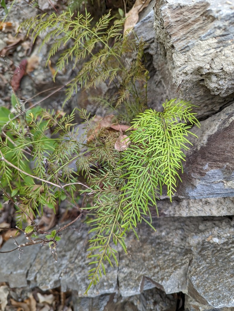 Onychium siliculosum photo 3