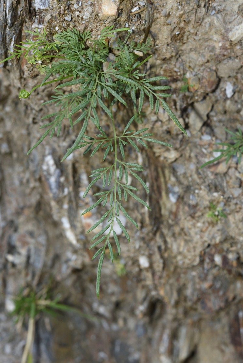 Onychium siliculosum photo 4