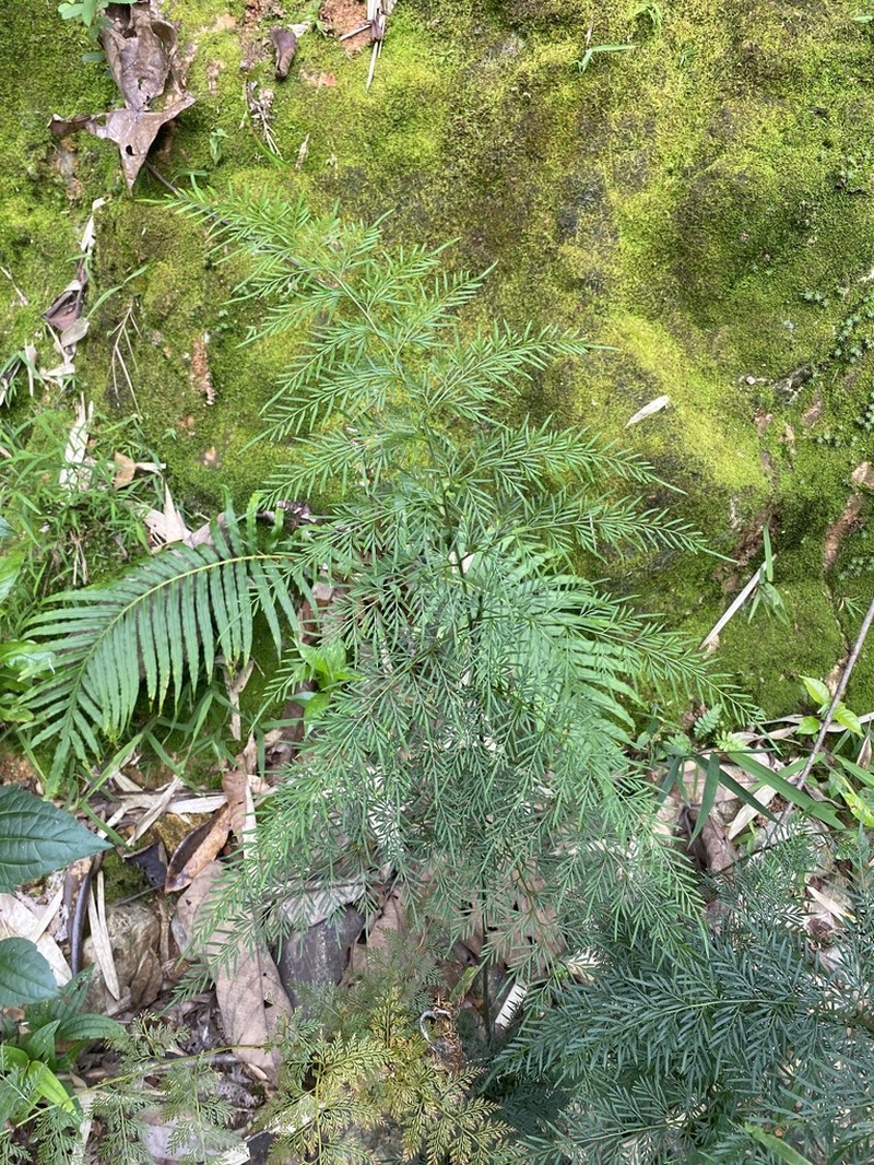Onychium siliculosum photo 5