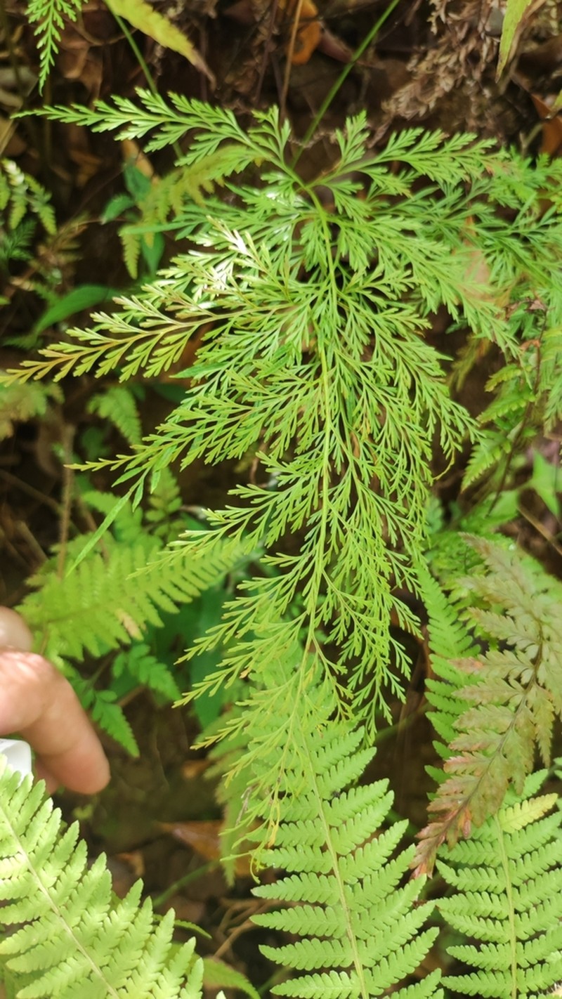 Onychium siliculosum photo 6