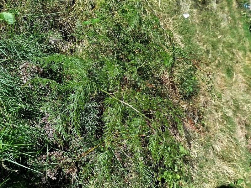 Onychium siliculosum photo 7
