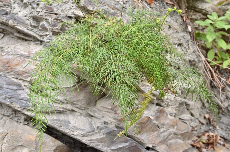 Onychium siliculosum photo 8
