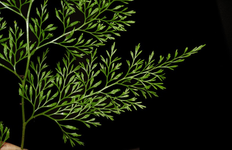 Onychium tenuifrons