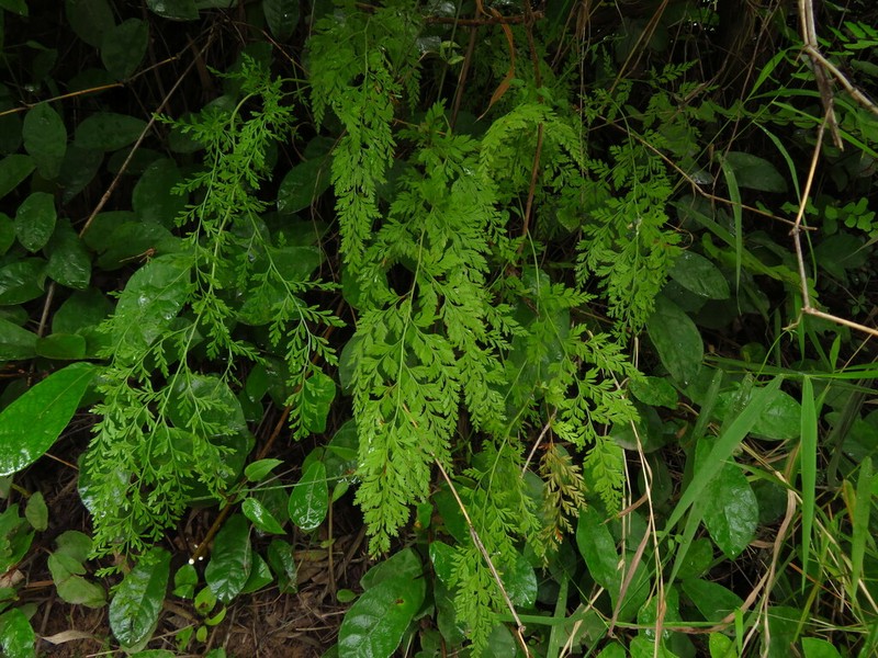Onychium tenuifrons photo 2