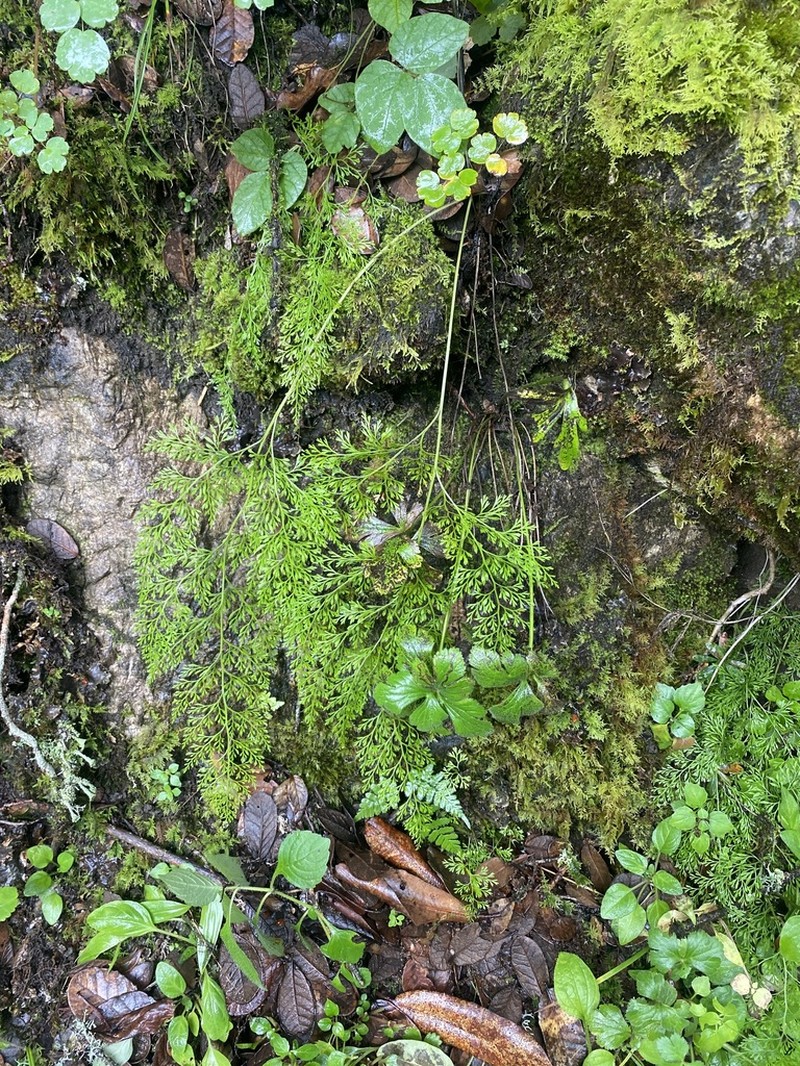 Onychium tenuifrons photo 3