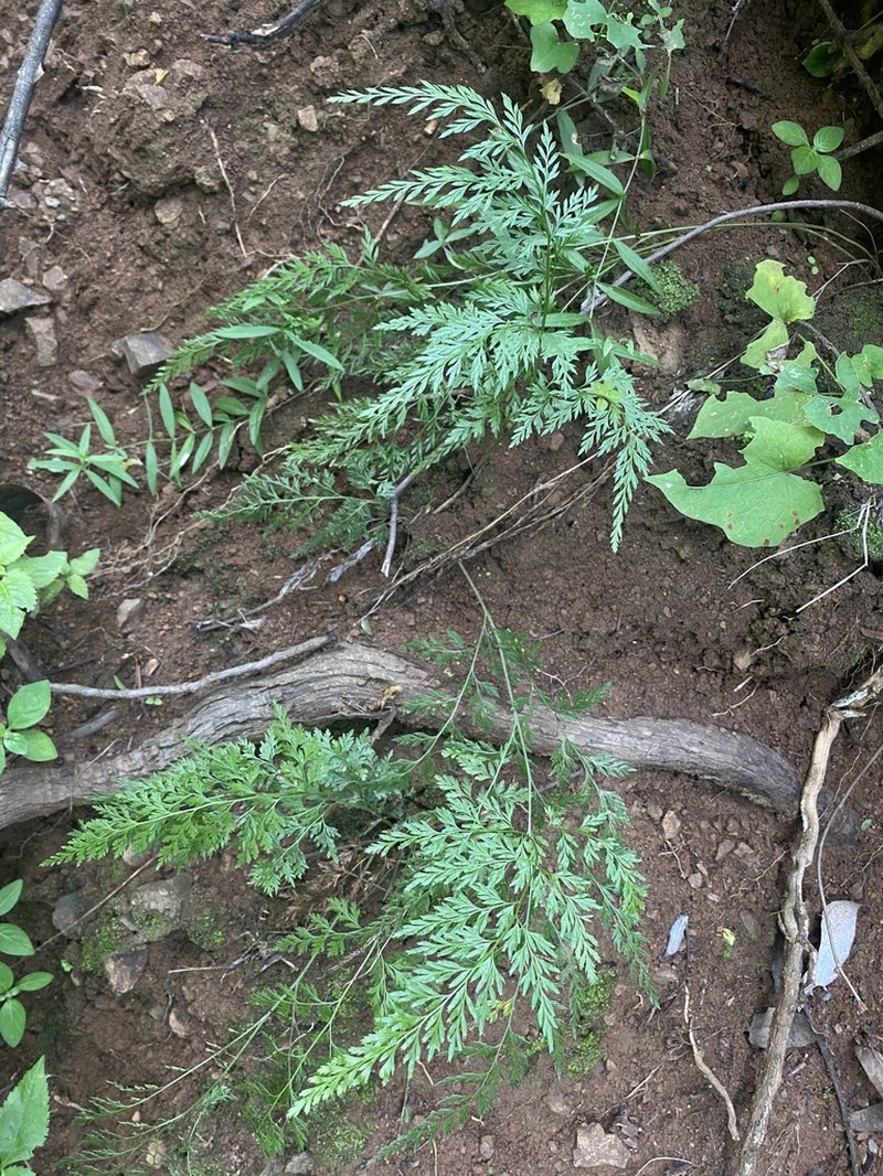 Onychium tenuifrons photo 4