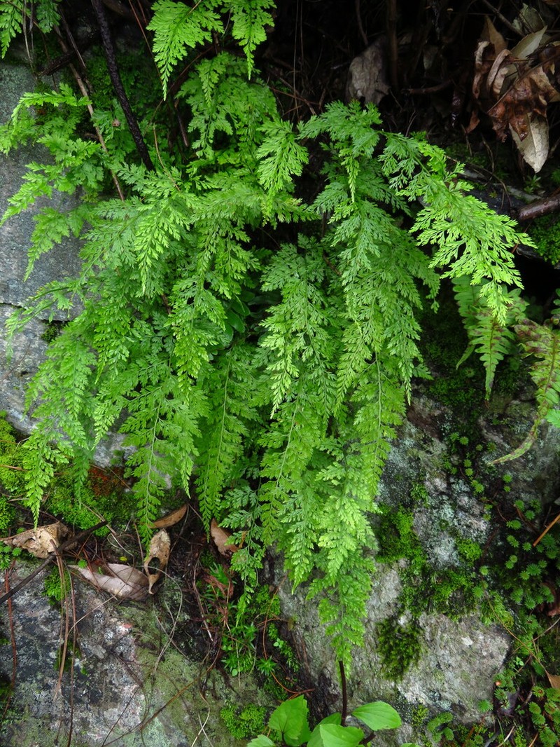 Onychium tenuifrons photo 5