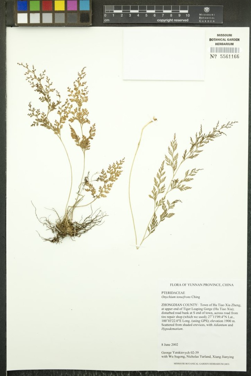 Onychium tenuifrons photo 6