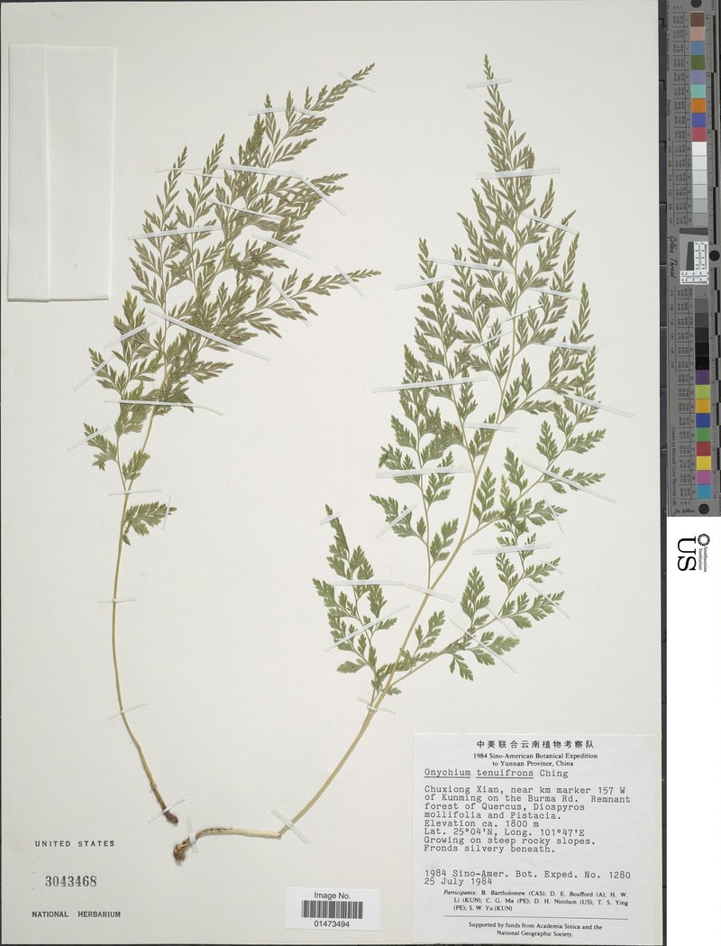 Onychium tenuifrons photo 7