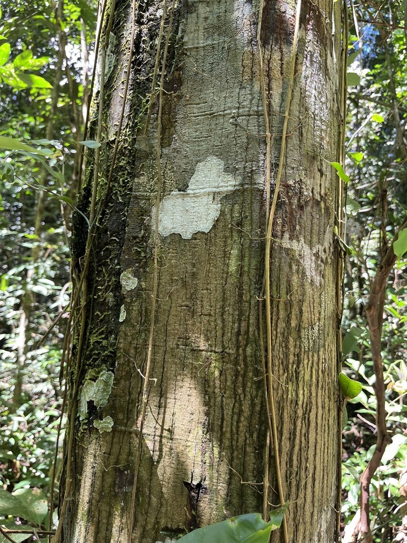 Onychopetalum amazonicum