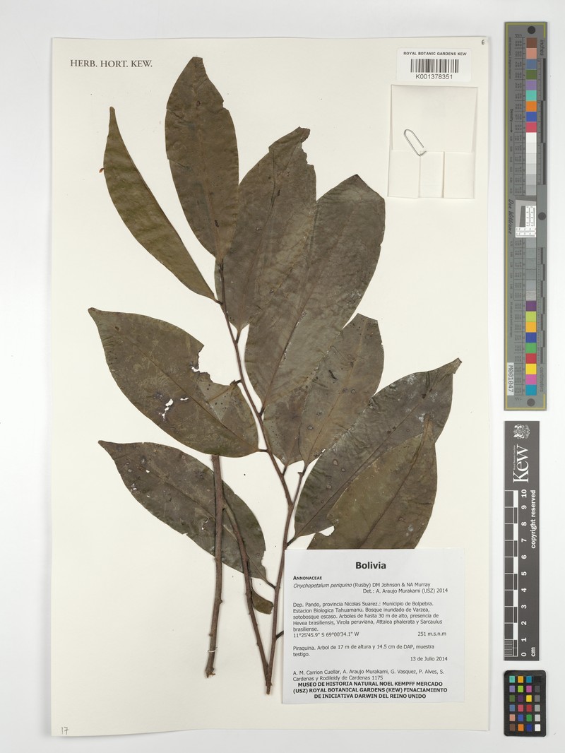 Onychopetalum periquino photo 2