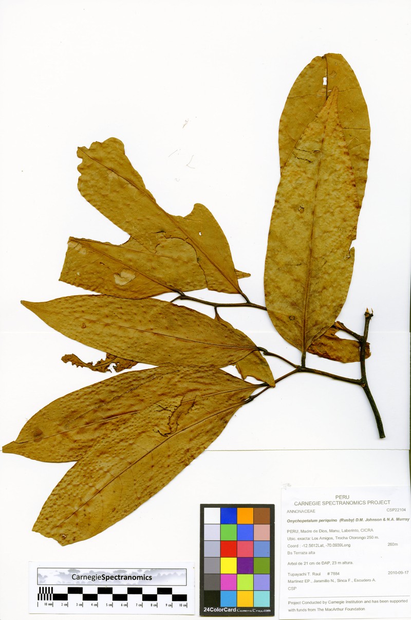 Onychopetalum periquino photo 3