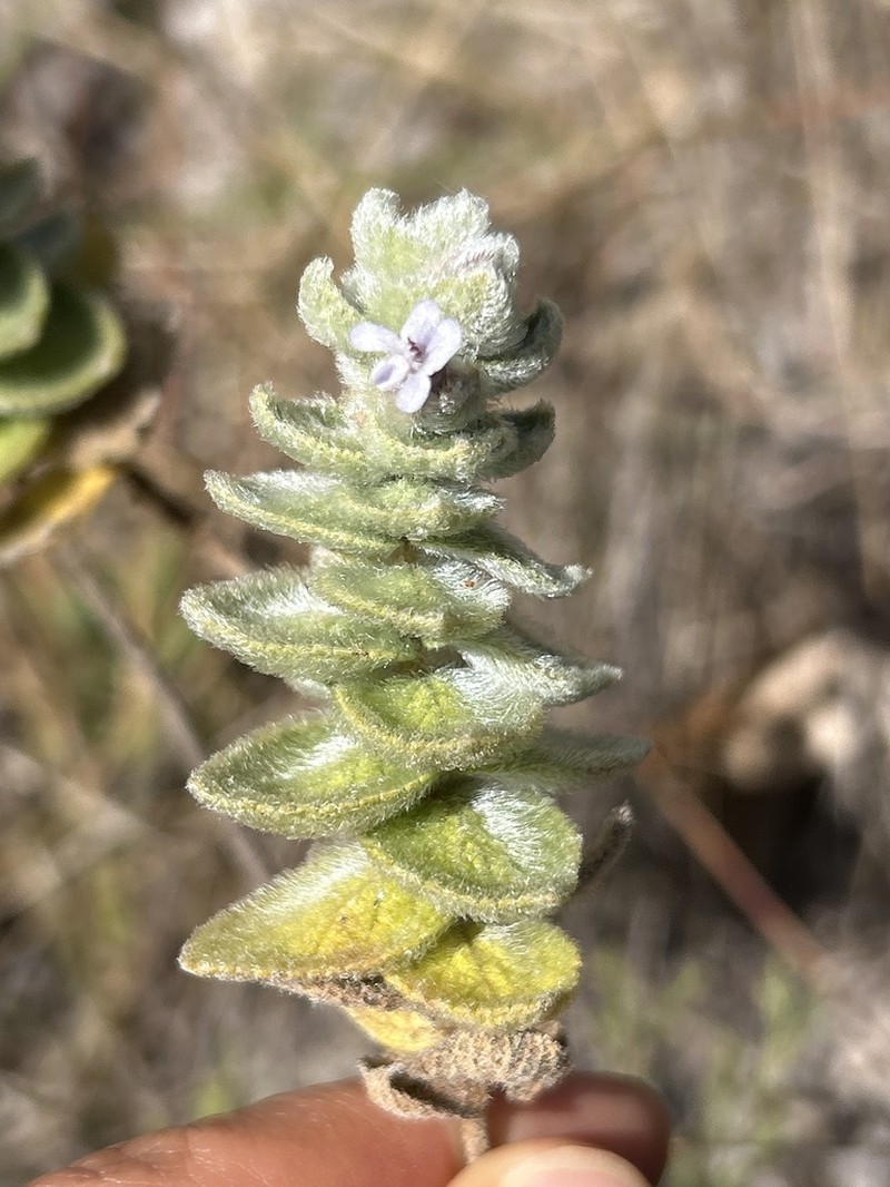 Oocephalus pubescens photo 2