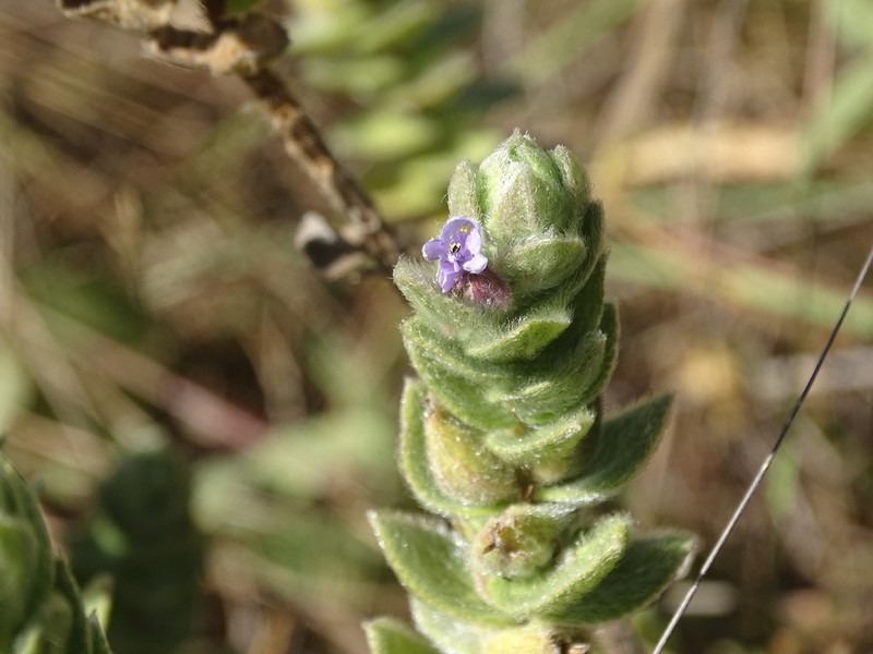 Oocephalus pubescens photo 3