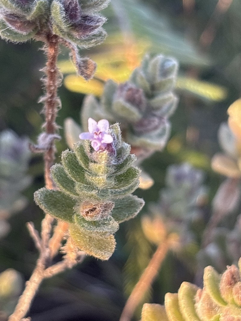 Oocephalus pubescens photo 4