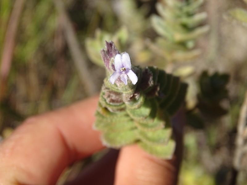 Oocephalus pubescens photo 5