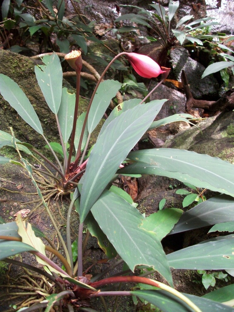 Ooia glans photo 5
