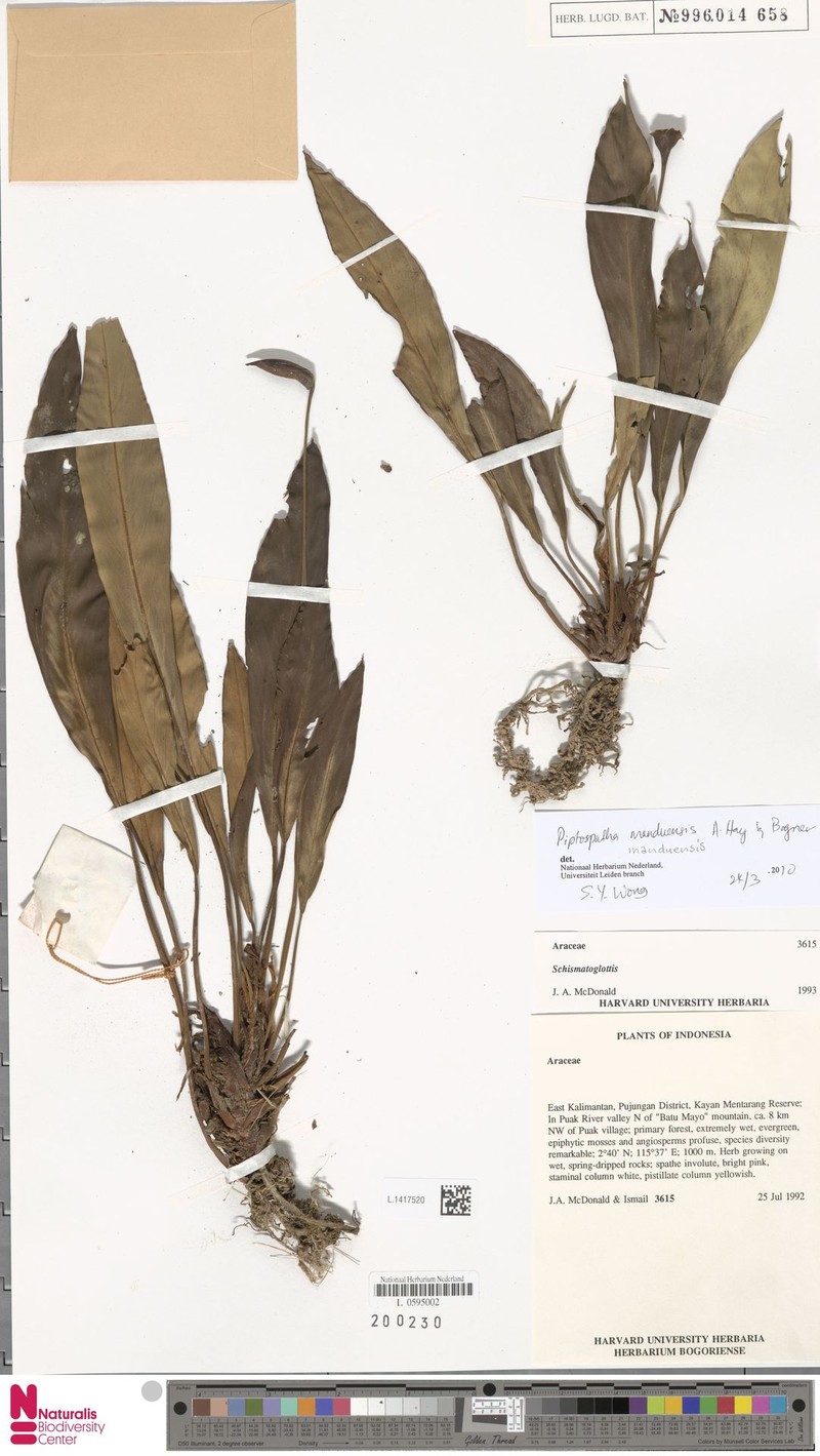 Ooia manduensis