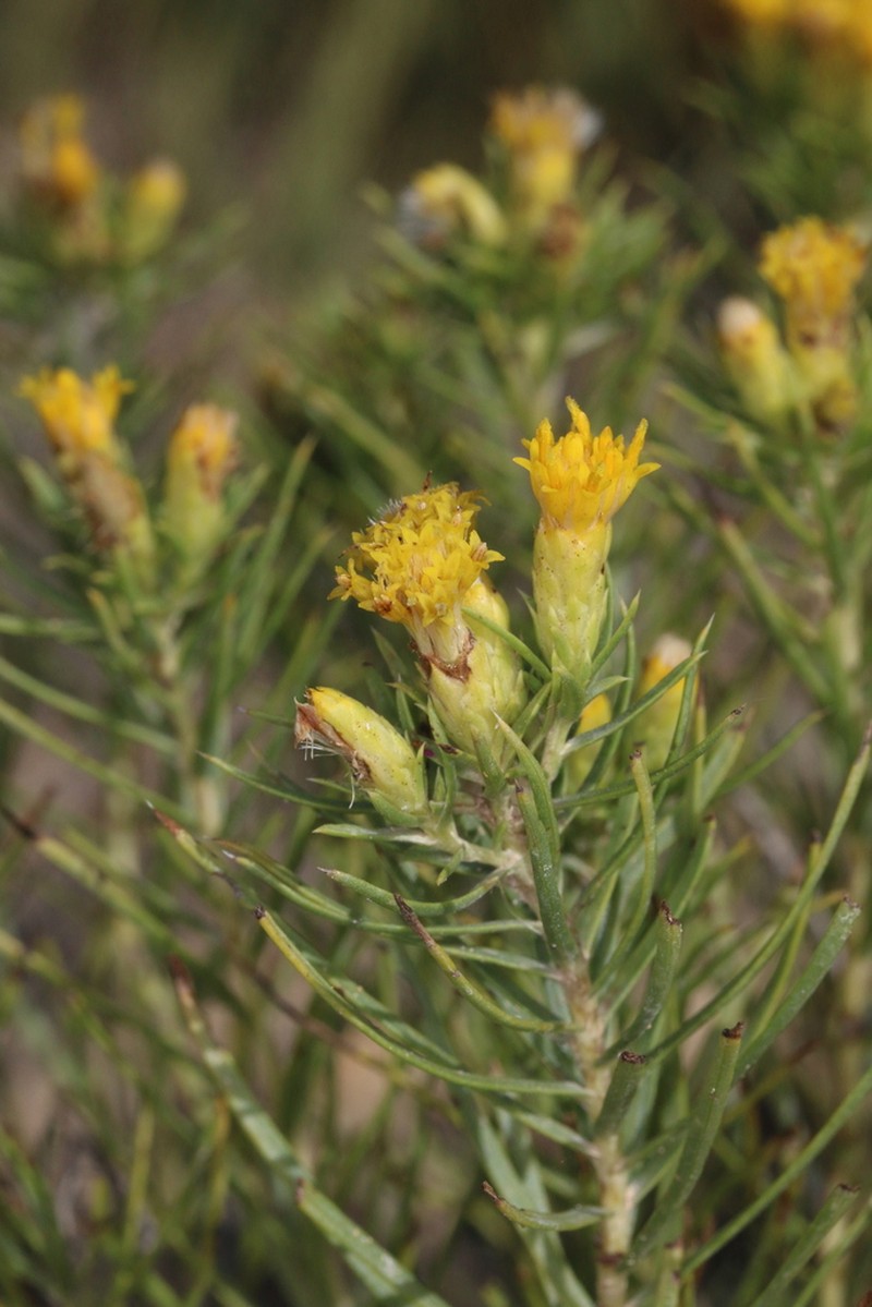 Engelmann's False Goldenweed