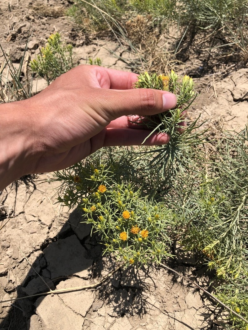 Engelmann's False Goldenweed photo 2