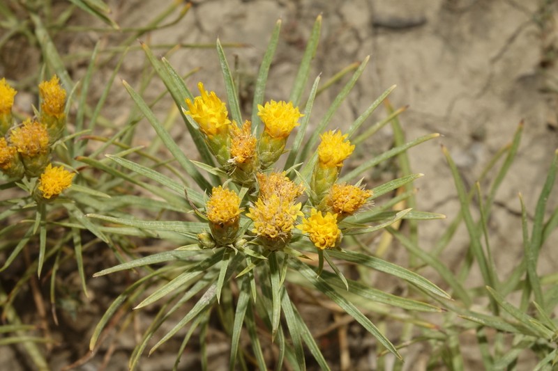 Engelmann's False Goldenweed photo 3