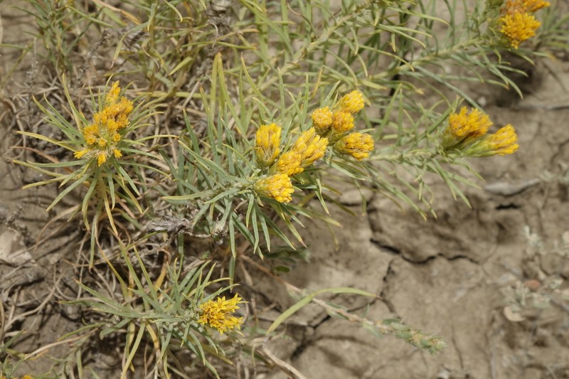 Engelmann's False Goldenweed photo 4
