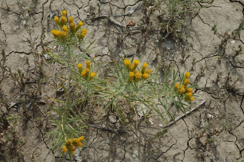 Engelmann's False Goldenweed photo 5