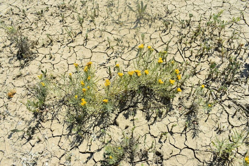 Engelmann's False Goldenweed photo 6