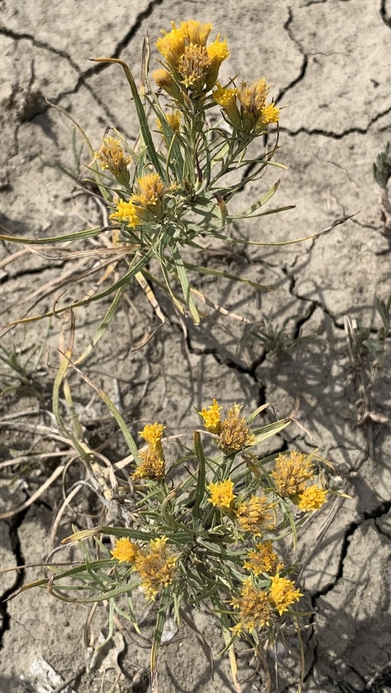 Engelmann's False Goldenweed photo 7