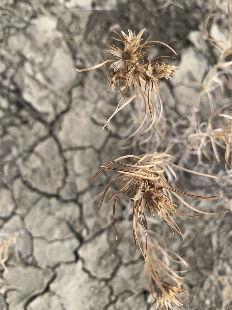 Engelmann's False Goldenweed photo 8