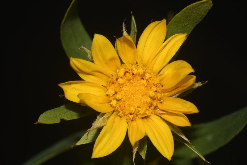 Leafy False Goldenweed
