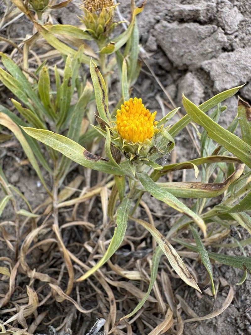 Leafy False Goldenweed photo 2