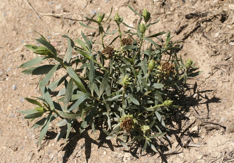Leafy False Goldenweed photo 3